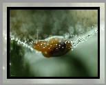 Ślimak, Pajęczyna, Bokeh