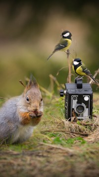 Aparat fotograficzny  z wiewiórką i dwoma sikorkami