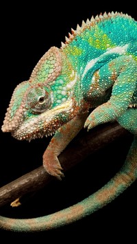 Barwny kameleon
