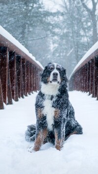 Berneński pies pasterski na moście