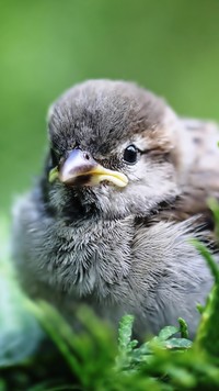 Bezbronny mały ptaszek o bystrych oczkach