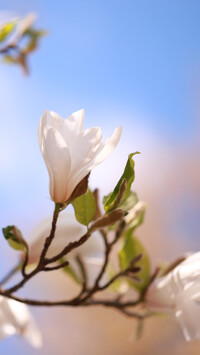 Biała magnolia z liśćmi