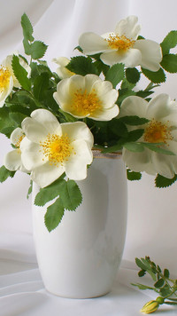 Białe kwiaty dzikiej róży w wazonie
