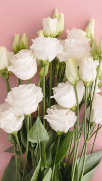 Białe kwiaty eustomy