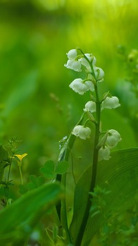 Białe kwiaty konwalii wśród zielonych liści