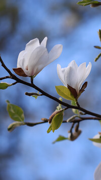 Białe magnolie
