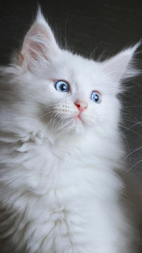 Biały kot rasy maine coon