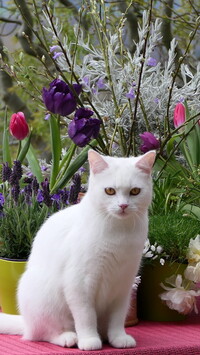Biały kot siedzący przy kwiatach tulipanów