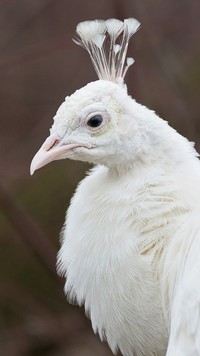 Biały paw z profilu