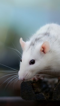 Biały szczurek