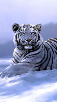 Biały tygrys na śniegu