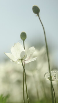 Biały zawilec wielkokwiatowy z pąkami