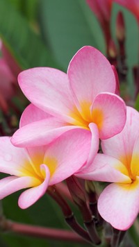 Bladoróżowe kwiaty plumerii