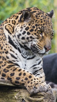 Cętkowany jaguar leży na pniaku
