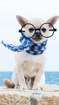 Chihuahua krótkowłosa w wielkich okularach i szaliku