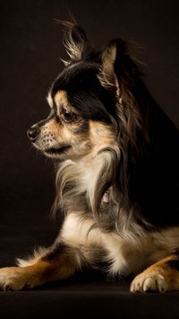 Chihuahua z profilu