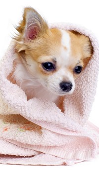 Chihuahua zawinięty w ręcznik