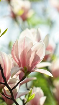 Czarujące kwiaty magnolii