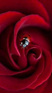 Czerwona róża z biedronką