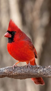 Czerwony kardynałek