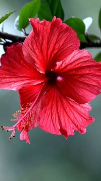 Czerwony kwiat hibiskusa