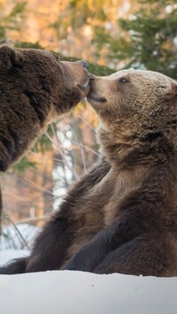 Czułości niedźwiedzi