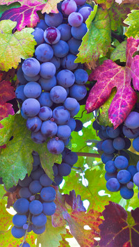 Dojrzałe kiście winogron na gałązce