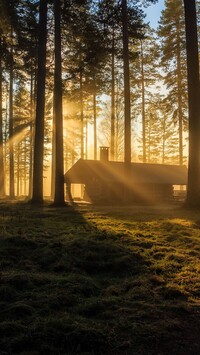 Dom w lesie w promieniach słońca