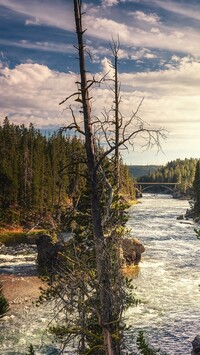 Drzewa nad rzeką Yellowstone River
