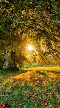 Drzewa z jesiennymi liśćmi w promieniach słońca