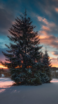 Drzewo o zachodzie słońca zimą
