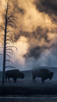 Dwa bizony