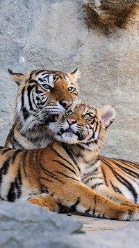 Dwa leżące tygrysy na skale