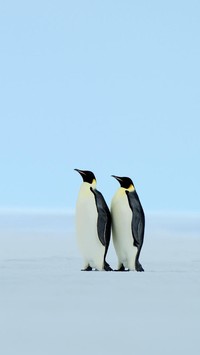 Dwa pingwiny cesarskie