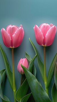 Dwa rozwinięte tulipany i pąk