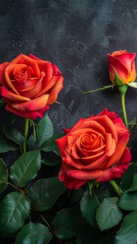 Dwie czerwone róże z pąkiem