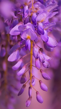 Fioletowe kwiaty glicynii