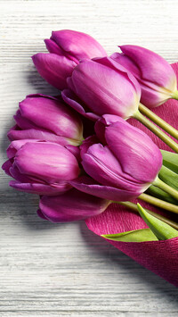 Fioletowe tulipany w fioletowej bibule