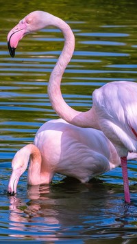 Flamingi w swoim żywiole