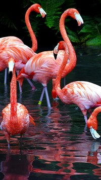 Flamingi żerujące w stawie