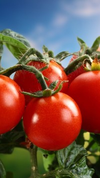 Gałązka czerwonych pomidorów
