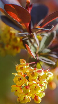 Gałązka kwitnącego żółtego berberysu
