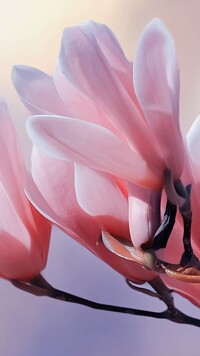 Gałązka z kwiatami magnolii