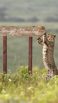 Gepard przy drogowskazie
