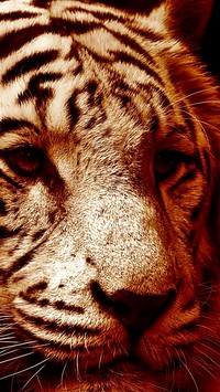 Głowa białego tygrysa w sepii
