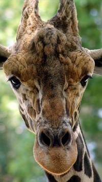 Głowa żyrafy