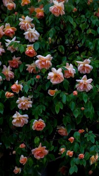 Graficzny krzew różany