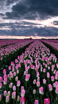 Holandia słynie z tulipanów
