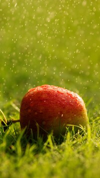 Jabłko na trawie w deszczu