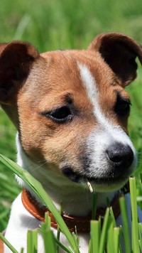 Jack Russel terrier w trawie
